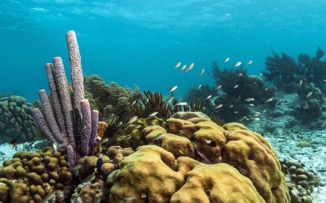 Harbour Village Beach Club Bonaire