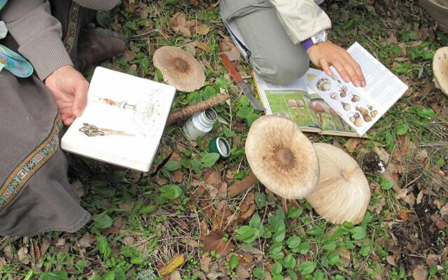 Отель The Nest By Cooking And Nature