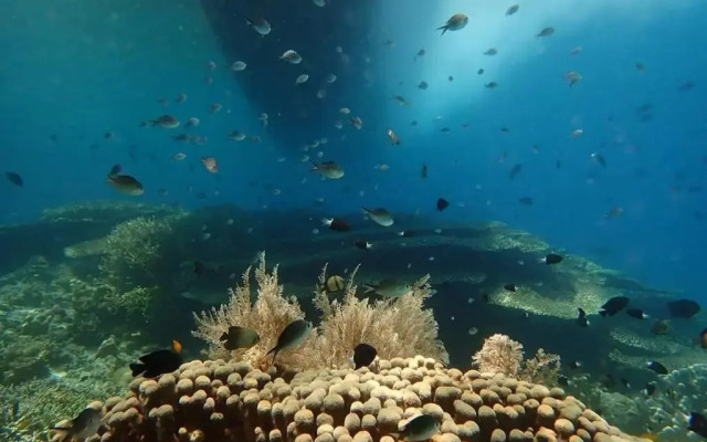 4 Sisters Divers
