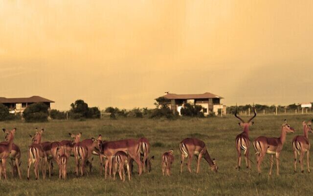 Ol Pejeta Holiday Villas