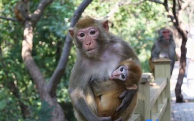 Niumo King Homestay (Huaguo Mountain Store)