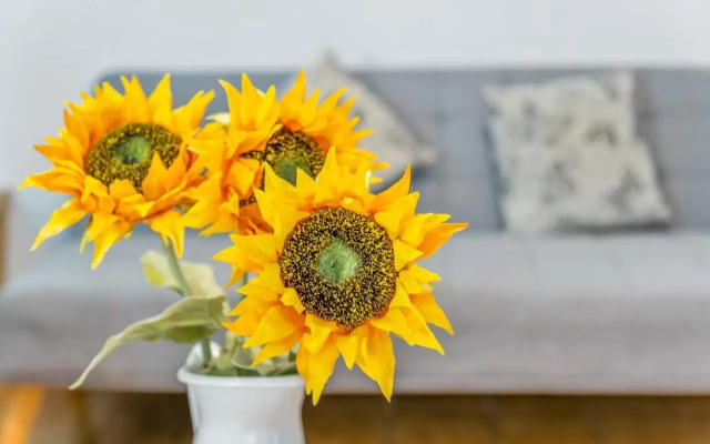 Sunflower Siroco