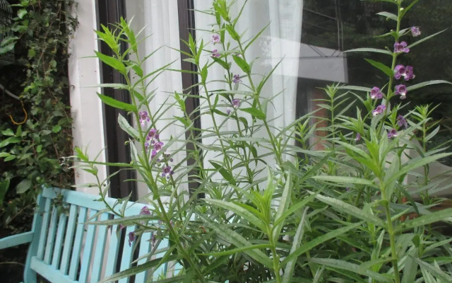 U Lesa Retreat Nha Ben Rung