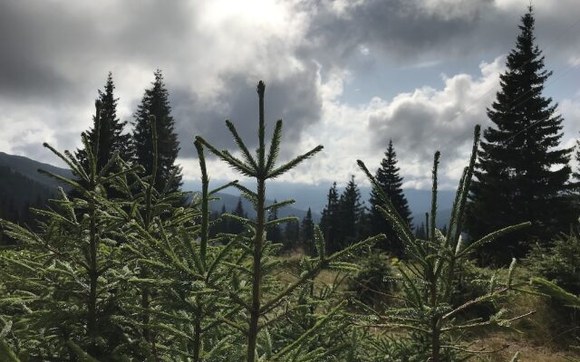 Отель Freerider