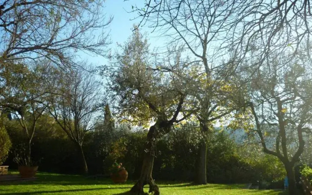 il mandorlo