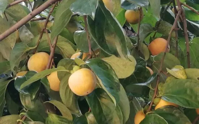 Zhusha Yunman Hostel Fanjing Mountain