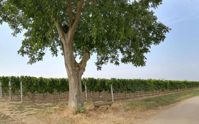 Ferienwohnung Südpfalz