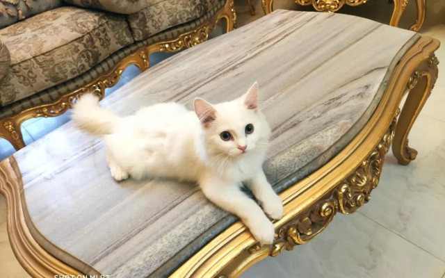 شقة للايجار اليومى بكمبوند سما القاهرةللعائلات فقط