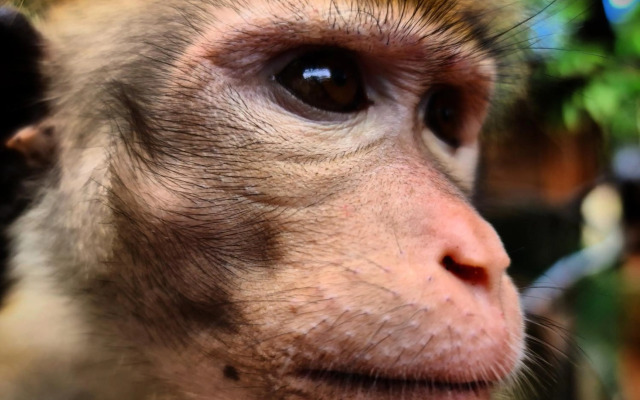 Humbhaha Jungle Nature Eco Resort