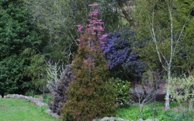 Wisteria Lodge Bed and Breakfast
