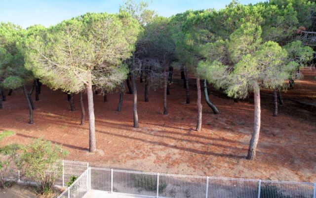 Les Pins Parasols (AGL350)