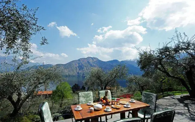Olive Groves