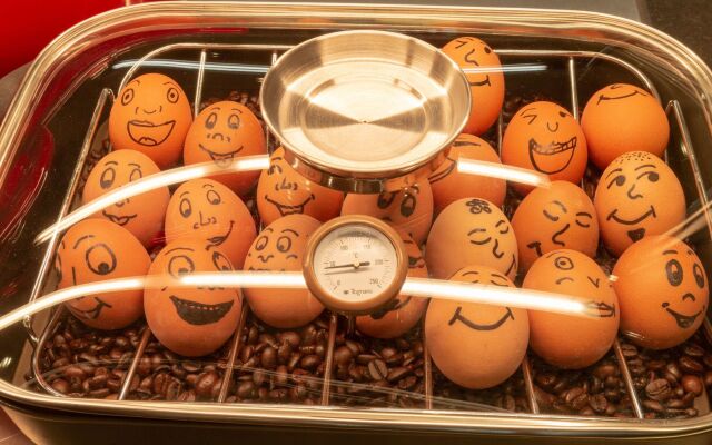 Holiday Inn — the niu, Franz Vienna