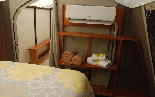 Rhincodon Typus Glamping