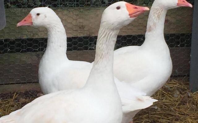 Windsor Studio West-Only 10 mins from Legoland