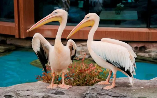 Pelican Hotel