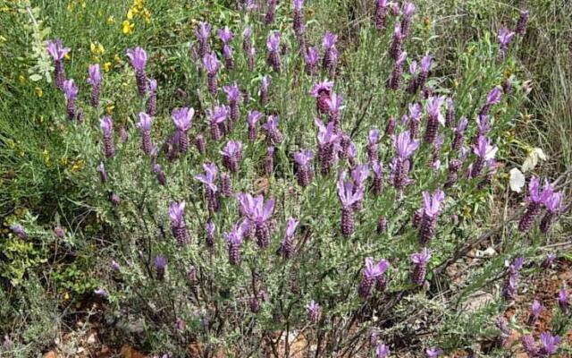 Refugio De La Rabaza