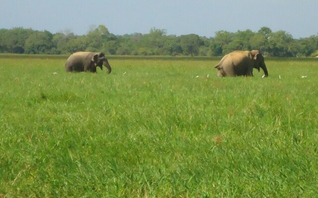 Yala Big Game Drive with Heina Eco Team