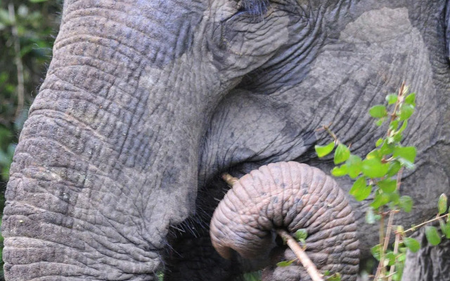 Big Game Yala by Eco Team