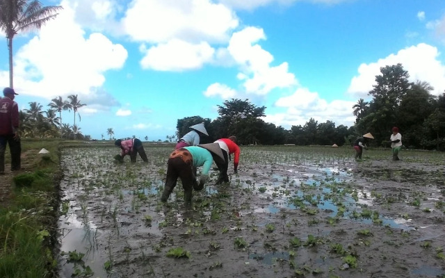 Kawah Ijen Guest House