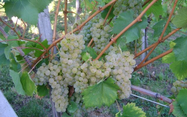 Vineyard cottage Med vinogradi