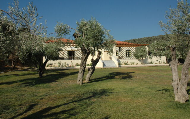 Gera's Olive Grove