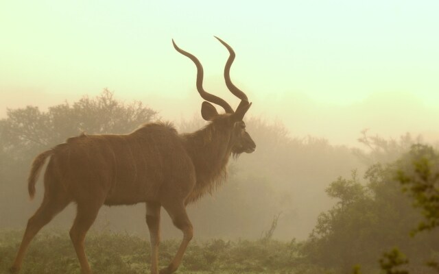 Elephants Lodge - Bellevue Forest Reserve