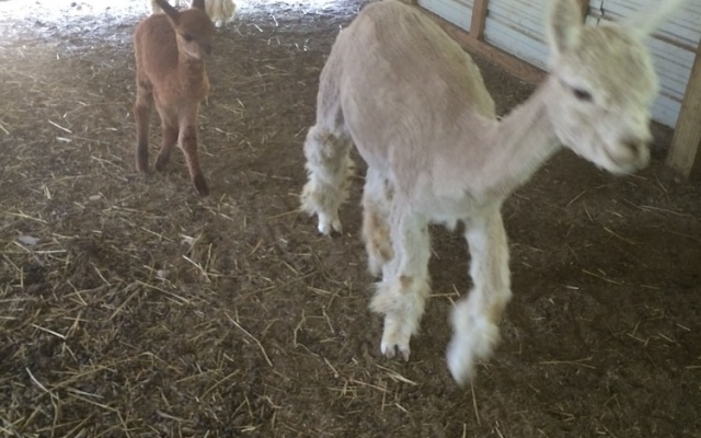 The Alpaca Carriage House