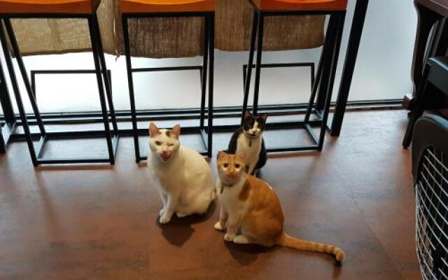Meow G Cafe Hostel