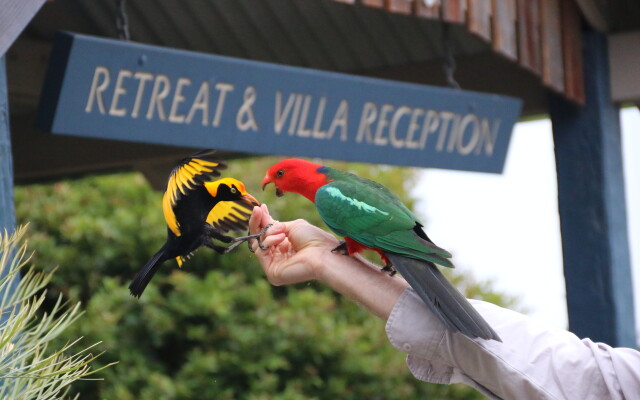 O'Reilly's Rainforest Retreat
