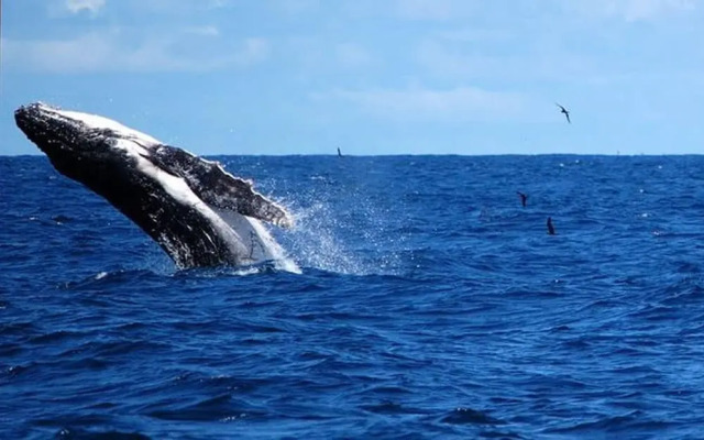 Gemini Villas , Gemini I