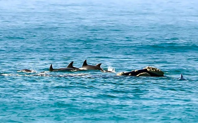 Delicious Monster Retreat and Restaurant