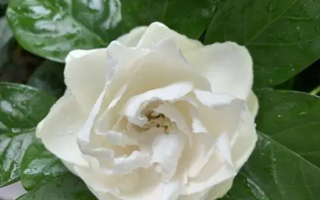 Shenzhen Hua Zhu Xiao Yuan HomestaShenzhen Sha Yu Yong Hua Zhu Xiao Yuan Homesta