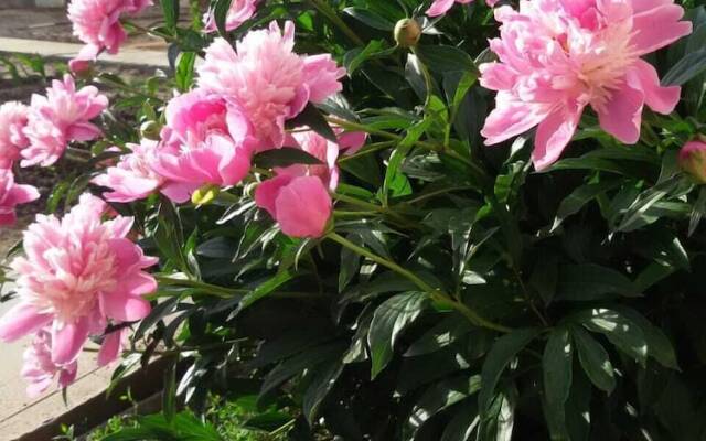 V gostyakh u Baby Poli