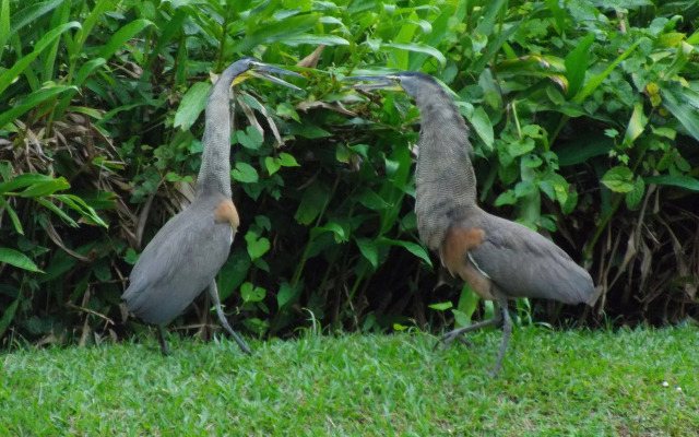 Macaw Lodge