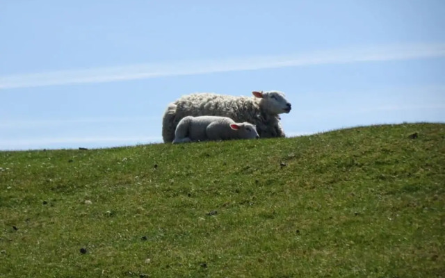 Holiday Home Gray Seal