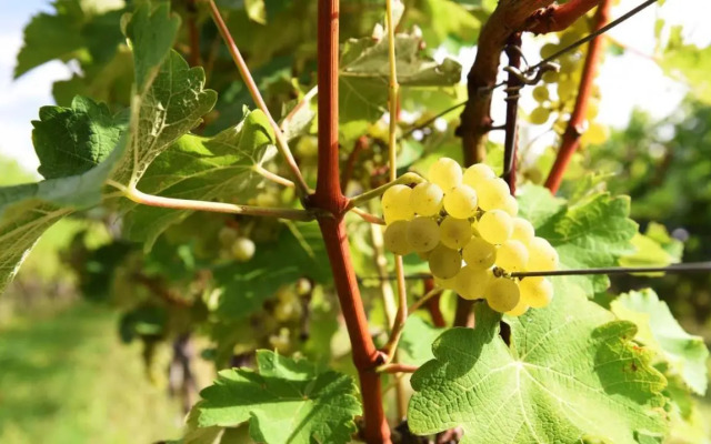 Weingut am Platzl