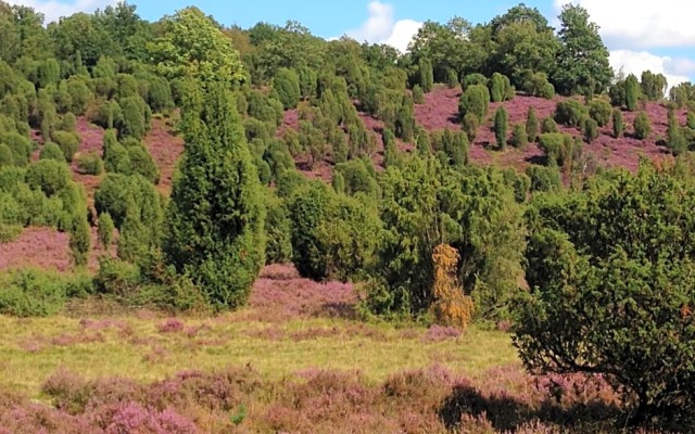 Neumanns Waldschänke