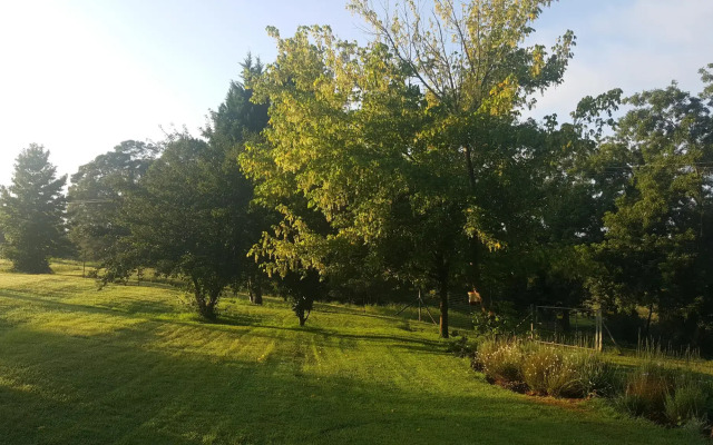 Clydesdale on lions river