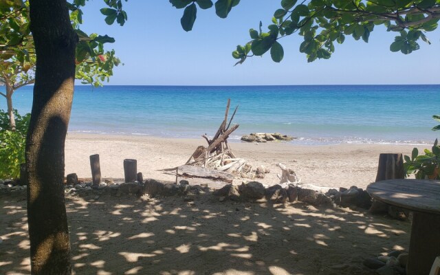 Sea Shell Palms