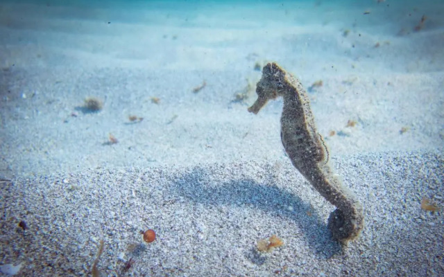 Meublé 6 Couchages Bord De Mer