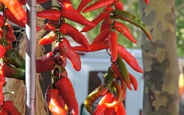 Masmazan