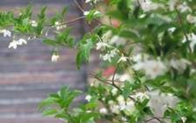 Nagomiyado Shinwaso Kaishin