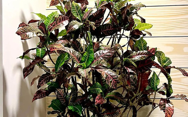 Elegant 1BR ALDEA ZAMA Tulum