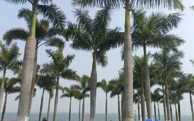 Maodou Seaview Apartment (Xiamen Sunshine Town Rainbow Beach Branch)