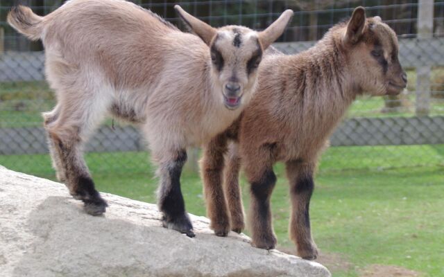 Schmankerl Hotel Bauer