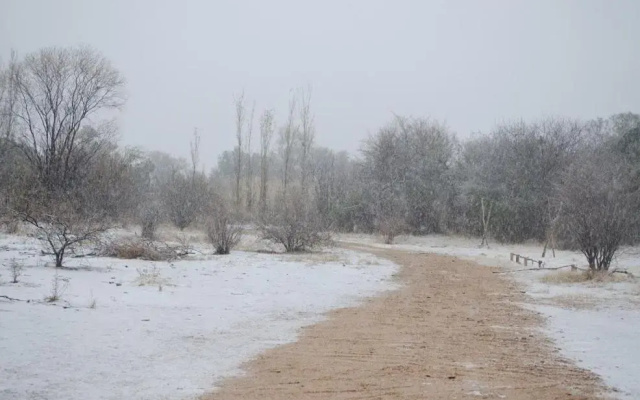 El Zorro Gris