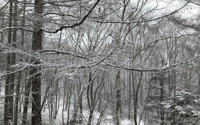 New togakushi schiheil