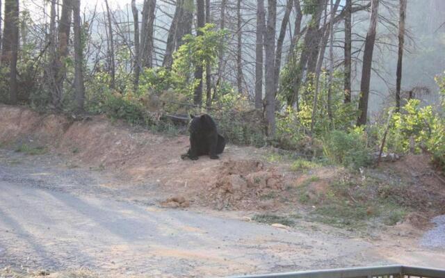 Mountain Haven - Relax & enjoy AMAZING 180 Degree Views of Mt LeConte