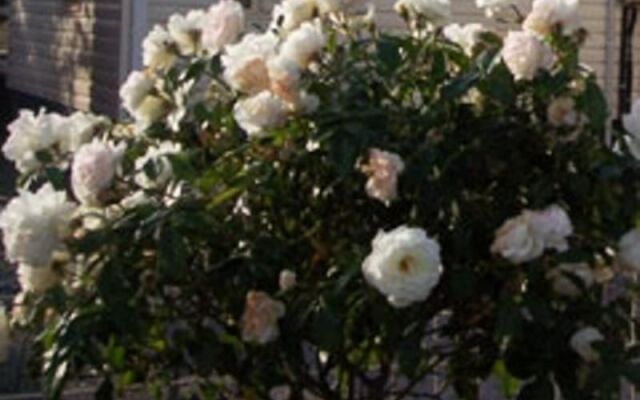 Sheffield Cabins & Apartments